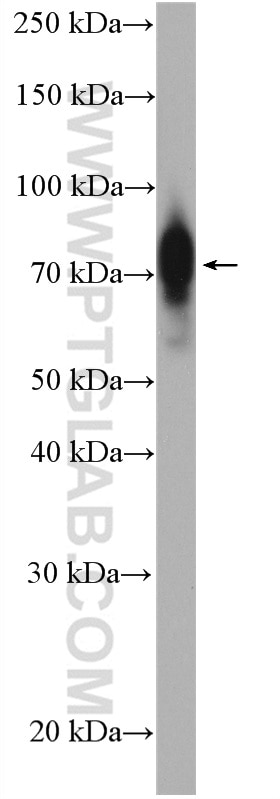 Western Blot (WB) analysis of HEK-293T cells using CRTC1 Polyclonal antibody (27647-1-AP)
