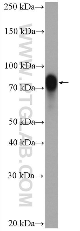 Western Blot (WB) analysis of Neuro-2a cells using CRTC1 Polyclonal antibody (27647-1-AP)