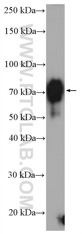 Western Blot (WB) analysis of HeLa cells using CRTC1 Polyclonal antibody (27647-1-AP)