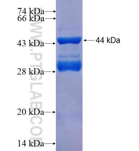 CRTC1 fusion protein Ag26494 SDS-PAGE