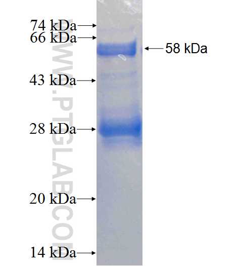 TORC1 fusion protein Ag0693 SDS-PAGE