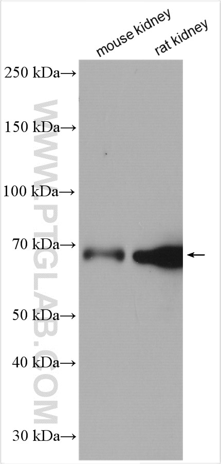 Western Blot (WB) analysis of various lysates using CRTC2,TORC2 Polyclonal antibody (12497-1-AP)