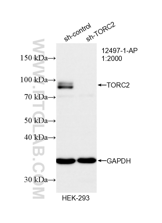 Western Blot (WB) analysis of HEK-293 cells using TORC2 Polyclonal antibody (12497-1-AP)