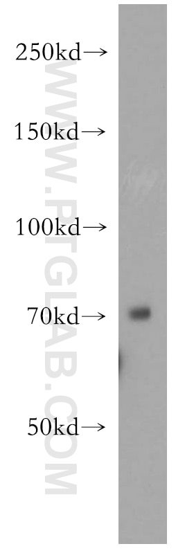 Western Blot (WB) analysis of mouse liver tissue using CRTC2,TORC2 Polyclonal antibody (12497-1-AP)