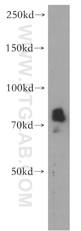 Western Blot (WB) analysis of HEK-293 cells using CRTC2,TORC2 Polyclonal antibody (12497-1-AP)