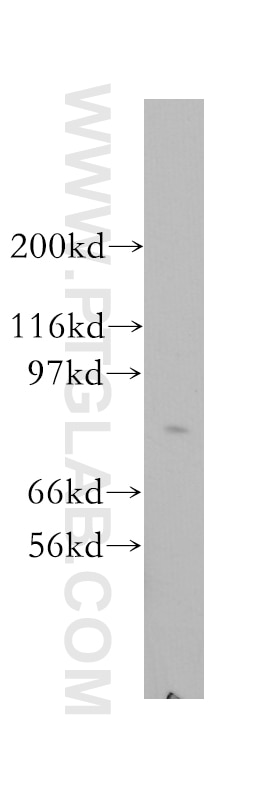 CRTC2,TORC2 Polyclonal antibody