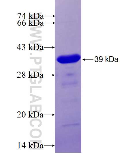 CRTC2,TORC2 fusion protein Ag27167 SDS-PAGE