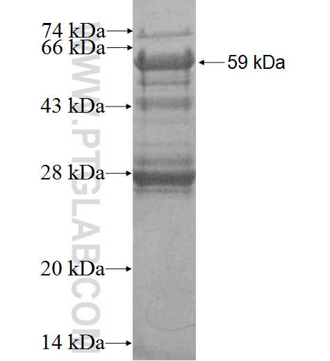 CRTC2,TORC2 fusion protein Ag3167 SDS-PAGE