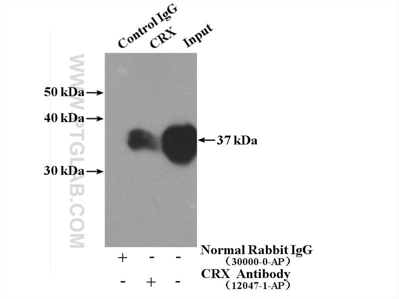 Immunoprecipitation (IP) experiment of Y79 cells using CRX Polyclonal antibody (12047-1-AP)