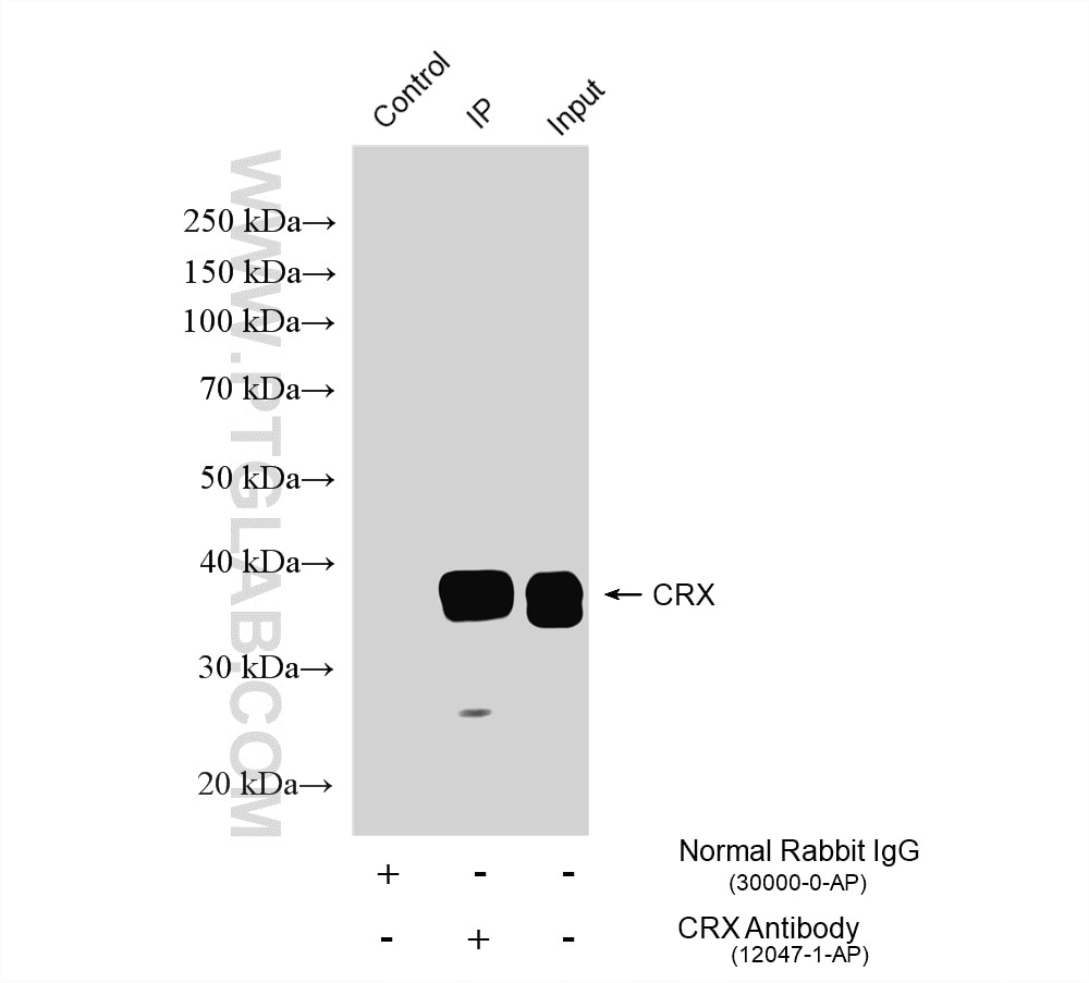 Immunoprecipitation (IP) experiment of Y79 cells using CRX Polyclonal antibody (12047-1-AP)