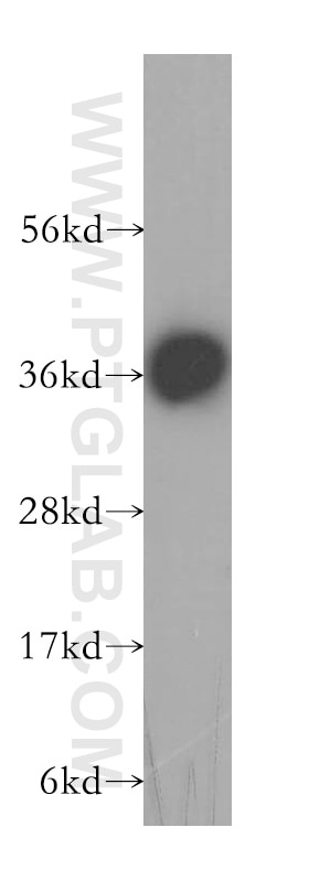 Western Blot (WB) analysis of Y79 cells using CRX Polyclonal antibody (12047-1-AP)