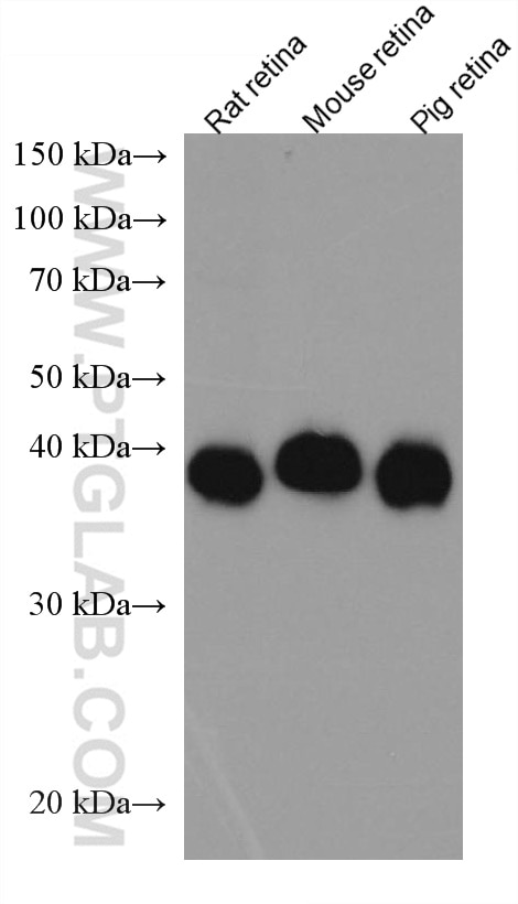 Western Blot (WB) analysis of various lysates using CRX Monoclonal antibody (67555-1-Ig)