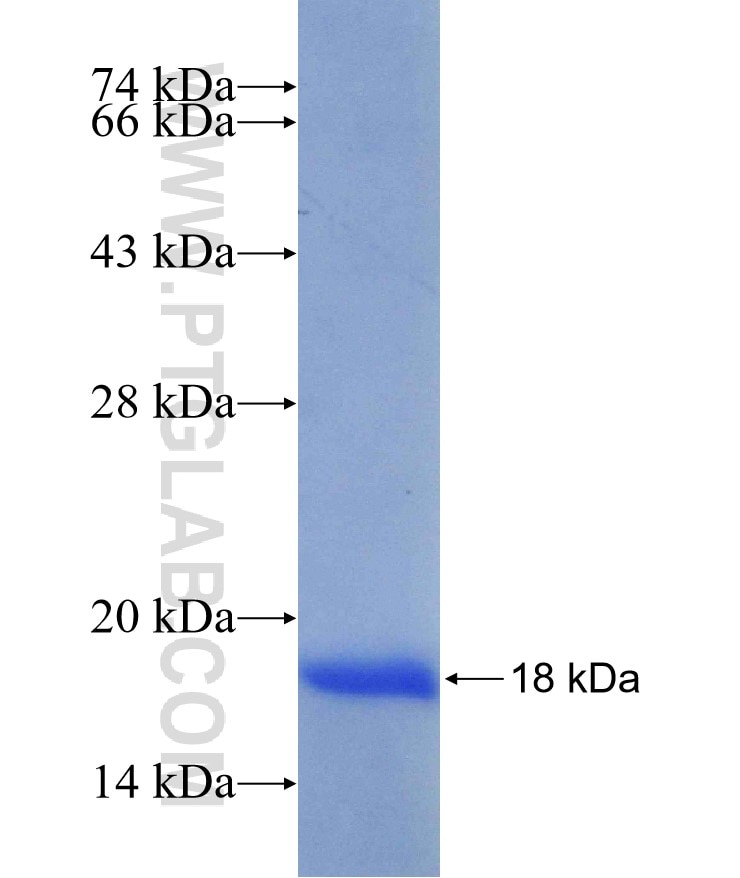 CRX fusion protein Ag30086 SDS-PAGE