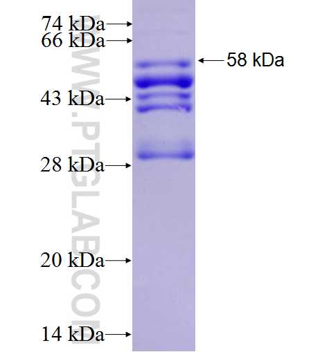CRX fusion protein Ag2677 SDS-PAGE