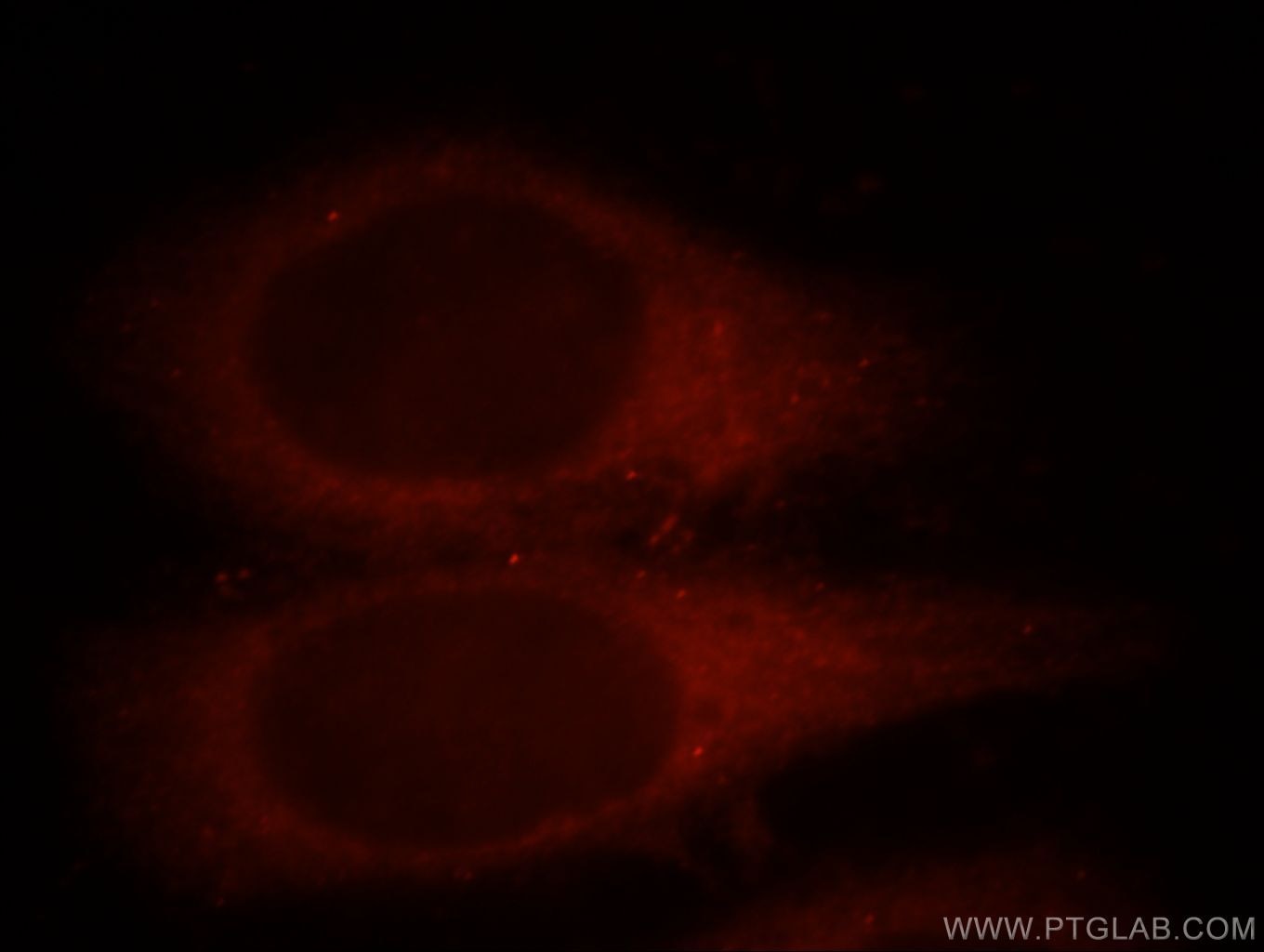 Immunofluorescence (IF) / fluorescent staining of MCF-7 cells using Cryptochrome 1 Polyclonal antibody (13474-1-AP)