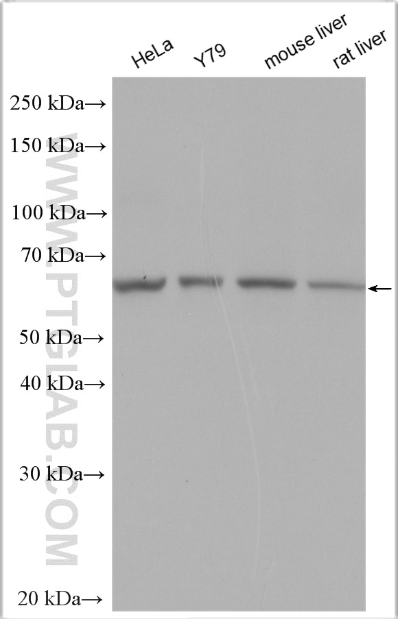 Western Blot (WB) analysis of various lysates using Cryptochrome 1 Polyclonal antibody (13474-1-AP)