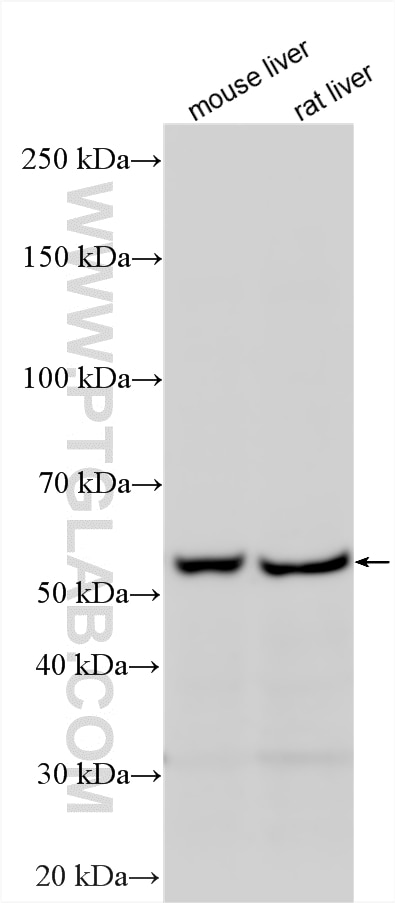 WB analysis using 13474-1-AP (same clone as 13474-1-PBS) Western Blot (WB) analysis of various lysates using Cryptochrome 1 Polyclonal antibody (13474-1-AP)