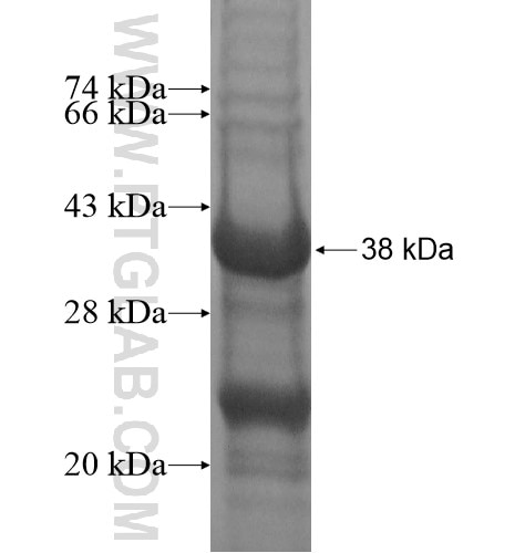 CRY1 fusion protein Ag14472 SDS-PAGE