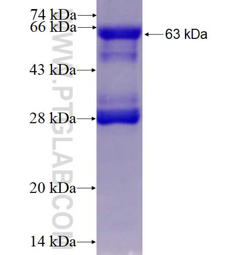 CRY1 fusion protein Ag4270 SDS-PAGE