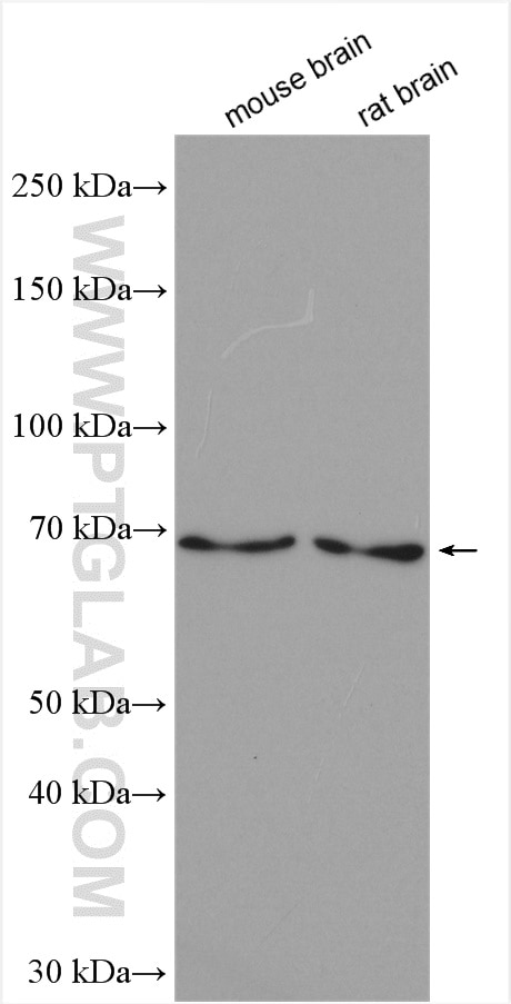 Western Blot (WB) analysis of various lysates using Cryptochrome 2 Polyclonal antibody (13997-1-AP)