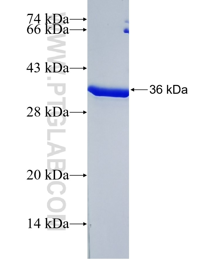 CRY2 fusion protein Ag37978 SDS-PAGE