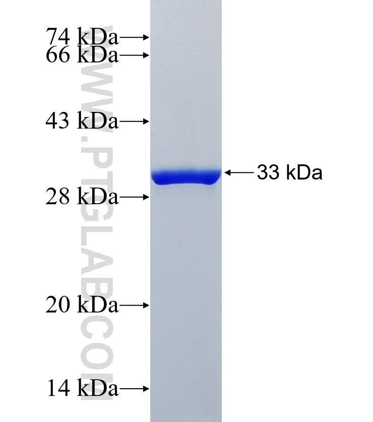CRYAA fusion protein Ag35009 SDS-PAGE