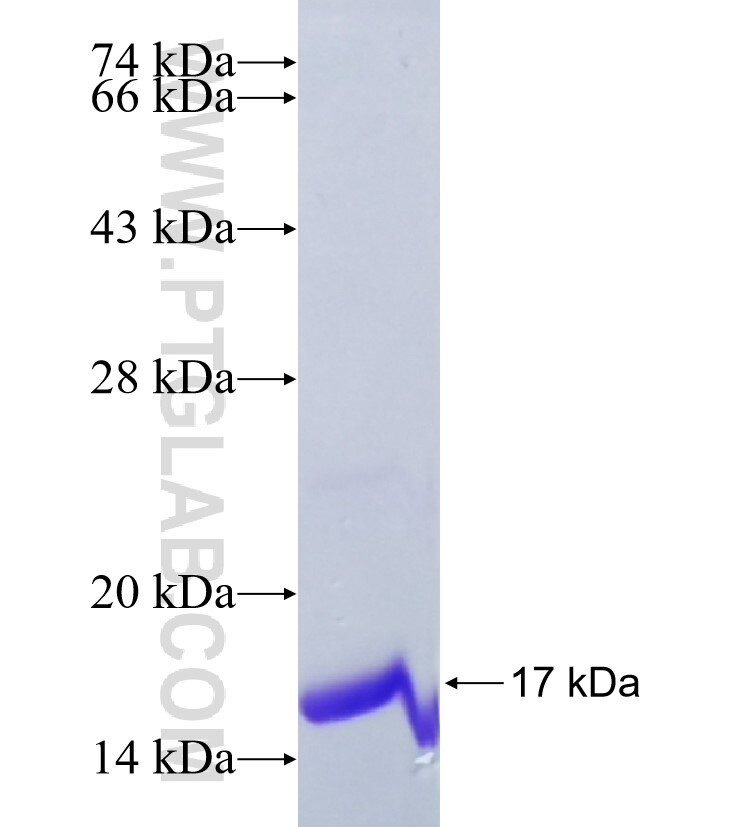 CRYAA fusion protein Ag35019 SDS-PAGE