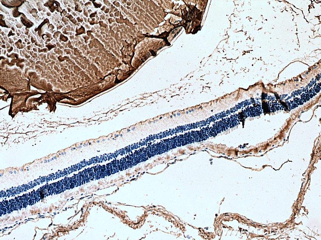 Immunohistochemistry (IHC) staining of mouse eye tissue using Alpha B Crystallin Polyclonal antibody (15808-1-AP)