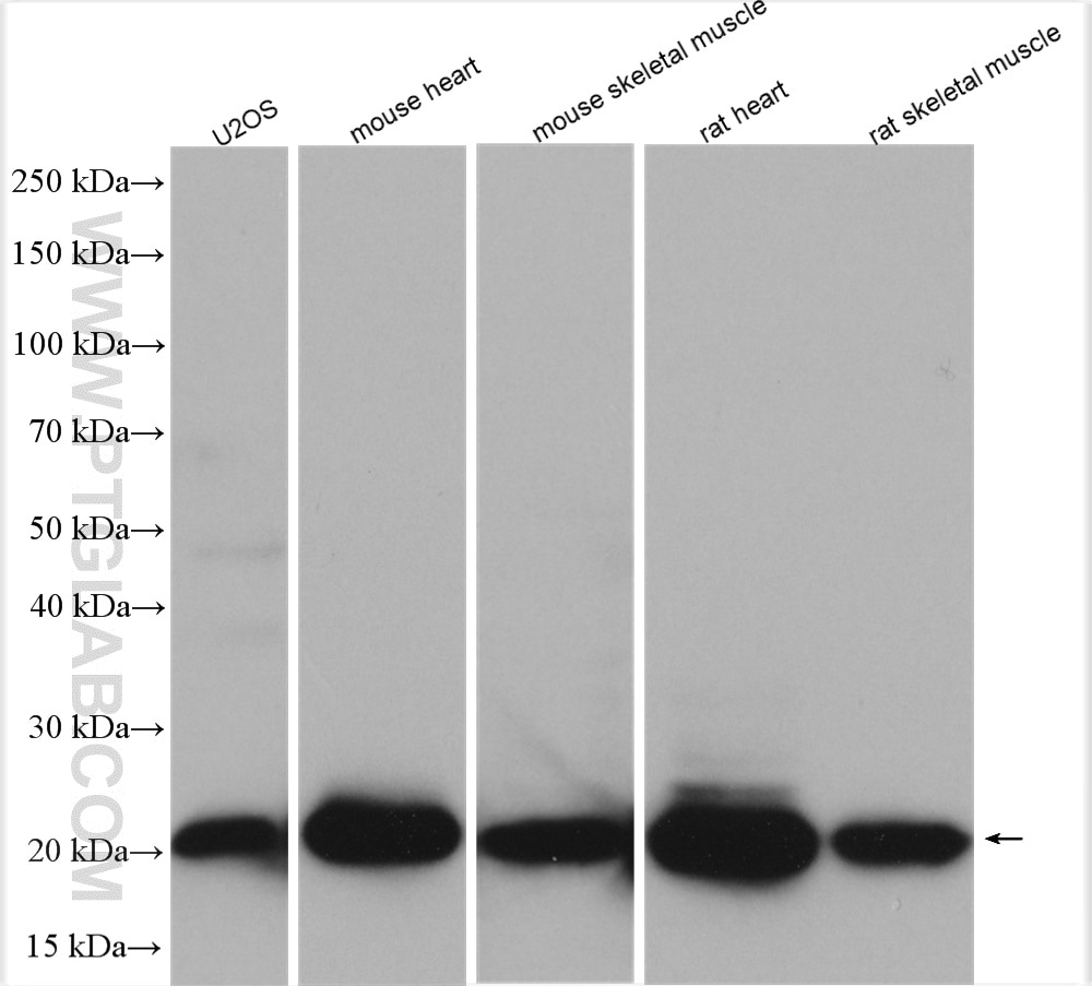 Western Blot (WB) analysis of various lysates using Alpha B Crystallin Polyclonal antibody (15808-1-AP)