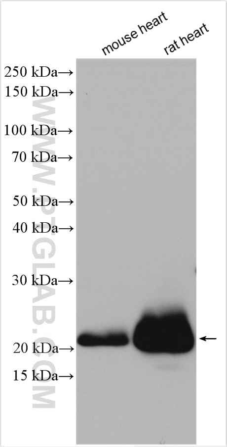 Western Blot (WB) analysis of various lysates using Alpha B Crystallin Polyclonal antibody (15808-1-AP)