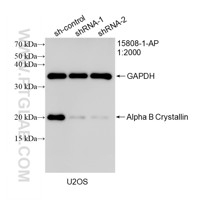 Western Blot (WB) analysis of U2OS cells using Alpha B Crystallin Polyclonal antibody (15808-1-AP)