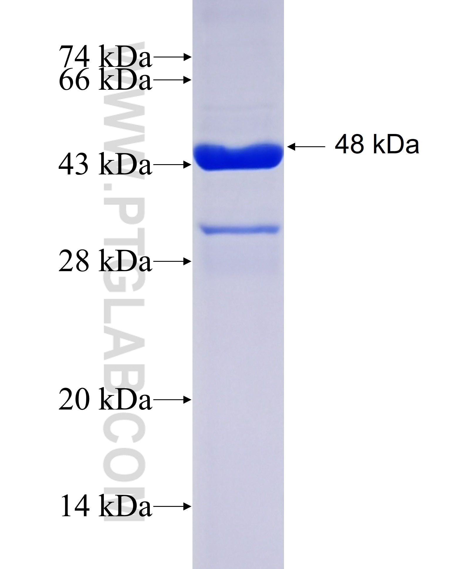 aB-Crystallin fusion protein Ag8543 SDS-PAGE