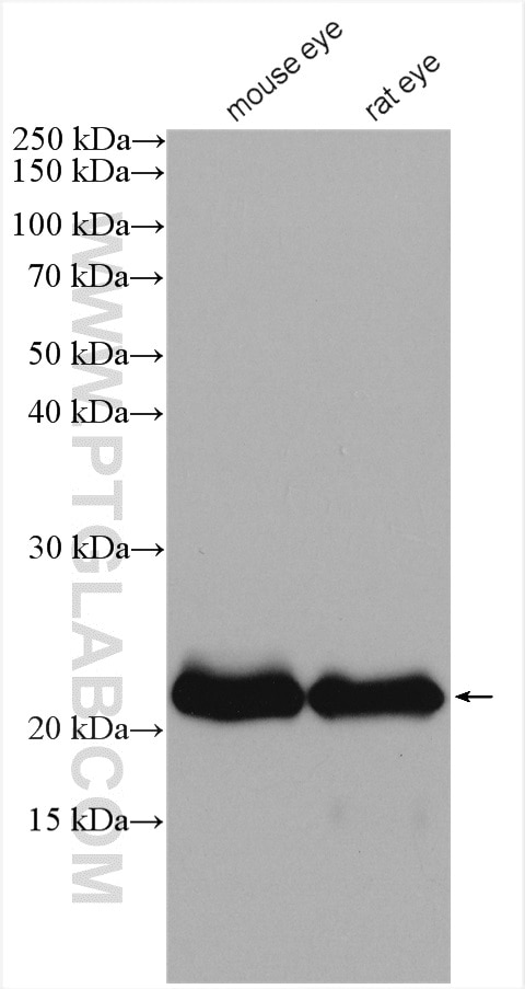 Western Blot (WB) analysis of various lysates using CRYBA2 Polyclonal antibody (15750-1-AP)