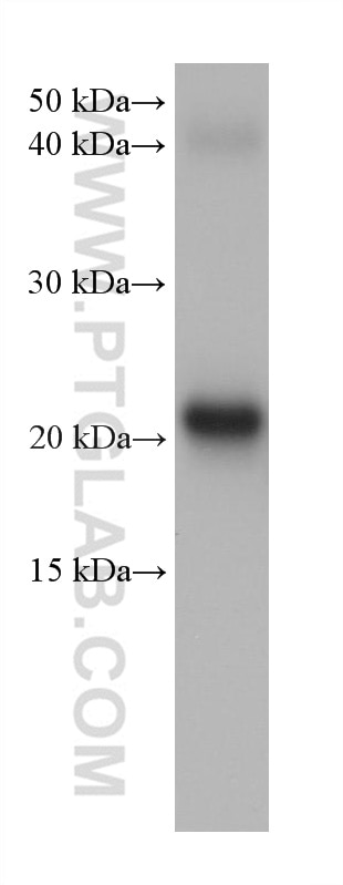 Western Blot (WB) analysis of rat eye tissue using CRYBA2 Monoclonal antibody (68354-1-Ig)