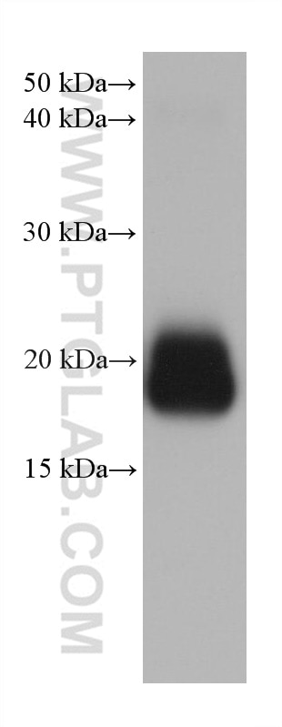 Western Blot (WB) analysis of mouse eye tissue using CRYBA2 Monoclonal antibody (68354-1-Ig)
