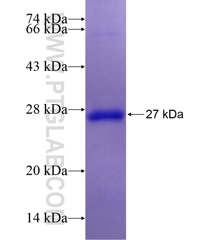 CRYBA2 fusion protein Ag8244 SDS-PAGE