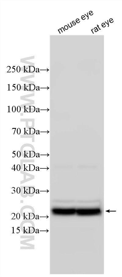 WB analysis using 33621-1-AP Western Blot (WB) analysis of various lysates using CRYBA4 Polyclonal antibody (33621-1-AP)