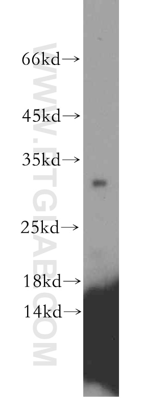 Western Blot (WB) analysis of MCF-7 cells using CRYBB1 Polyclonal antibody (13760-1-AP)