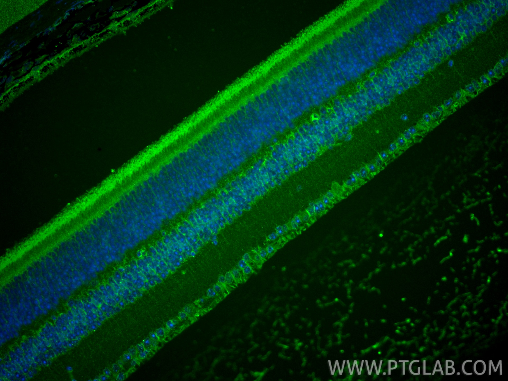 Immunofluorescent analysis of (4% PFA) fixed paraffin-embedded mouse eye tissue using CRYBB1 antibody (60273-1-Ig, Clone: 6F12B12 ) at dilution of 1:400 and CoraLite®488-Conjugated Goat Anti-Mouse IgG(H+L) (SA00013-1). Heat mediated antigen retrieval with Tris-EDTA buffer (pH 9.0). Immunofluorescence (IF) / fluorescent staining of mouse eye tissue using CRYBB1 Monoclonal antibody (60273-1-Ig)
