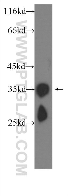 Western Blot (WB) analysis of C6 cells using CRYBB1 Monoclonal antibody (60273-1-Ig)