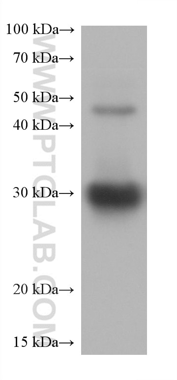 Western Blot (WB) analysis of rabbit eye tissue using CRYBB1 Monoclonal antibody (60273-1-Ig)
