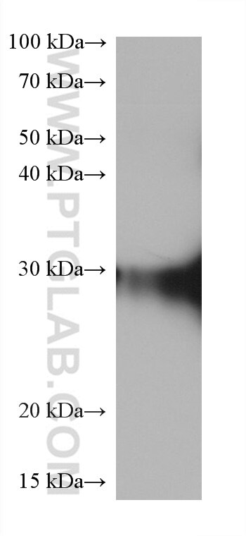 Western Blot (WB) analysis of mouse eye tissue using CRYBB1 Monoclonal antibody (60273-1-Ig)