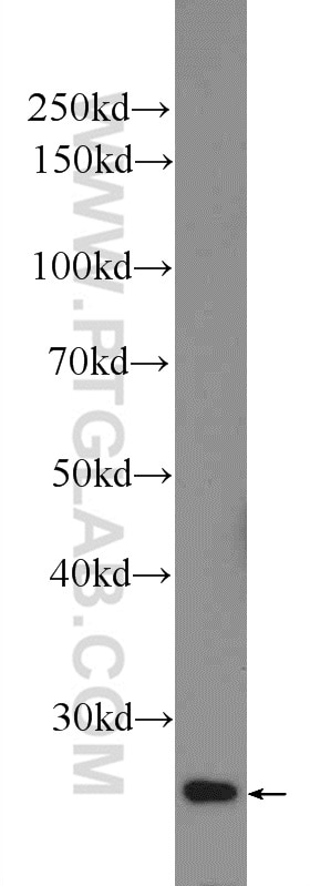 Western Blot (WB) analysis of mouse brain tissue using CRYBB2 Polyclonal antibody (18154-1-AP)