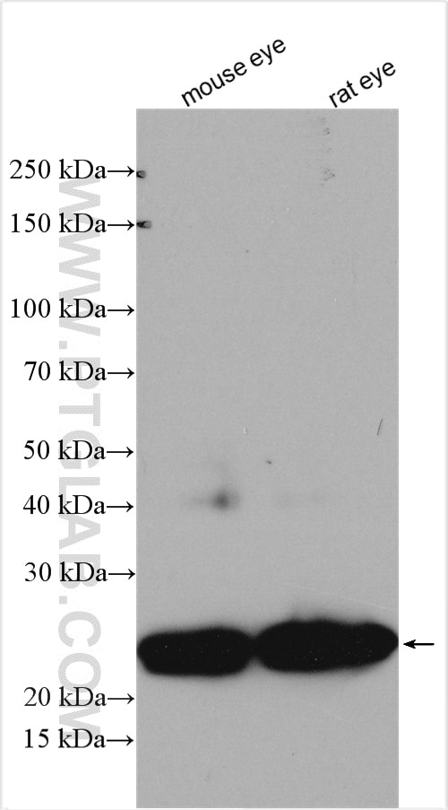 Western Blot (WB) analysis of various lysates using CRYBB2 Polyclonal antibody (18154-1-AP)