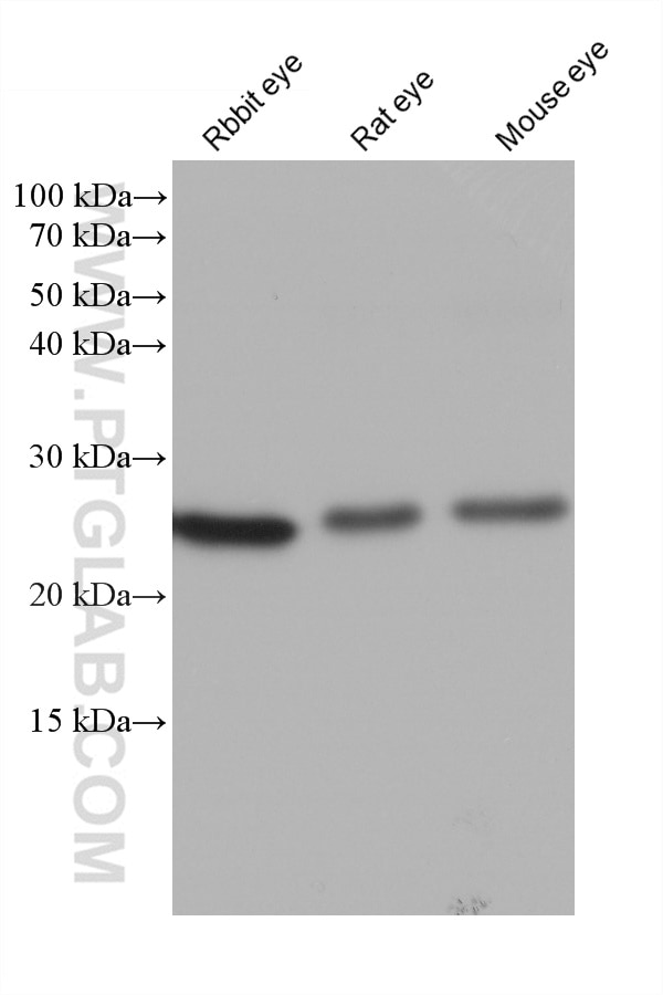 Western Blot (WB) analysis of various lysates using CRYBB2 Monoclonal antibody (68481-1-Ig)