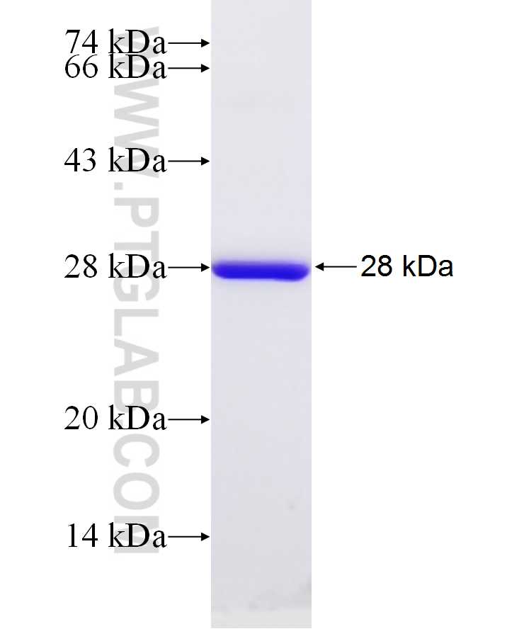 CRYBB2 fusion protein Ag12916 SDS-PAGE
