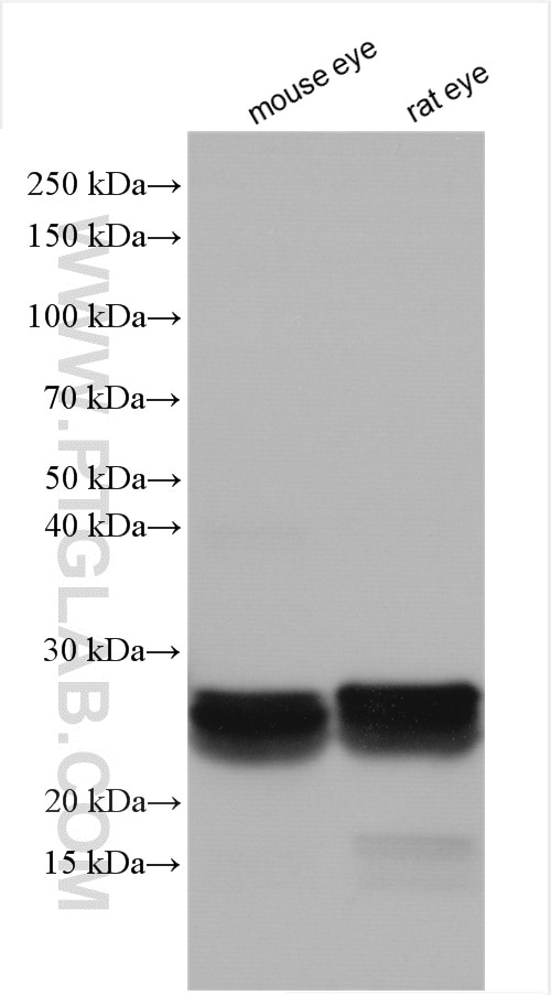 Western Blot (WB) analysis of various lysates using CRYBB3 Polyclonal antibody (21009-1-AP)