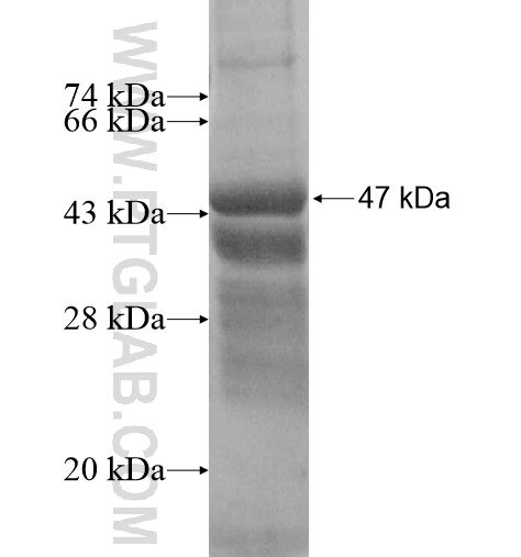 CRYGB fusion protein Ag12271 SDS-PAGE