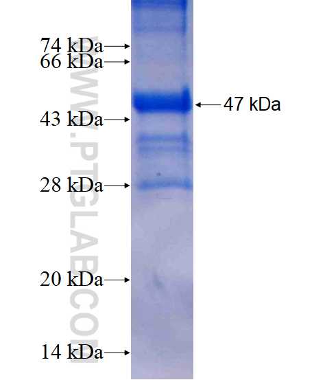 CRYGC fusion protein Ag12362 SDS-PAGE