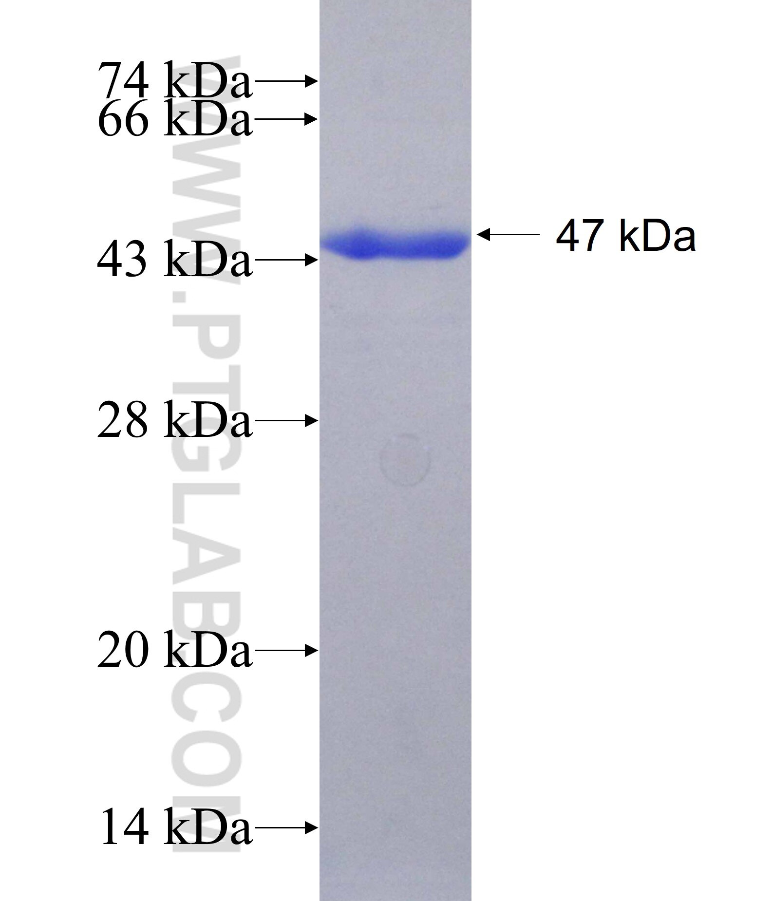 CRYGC fusion protein Ag12362 SDS-PAGE